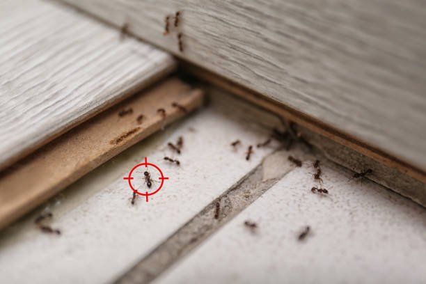 Best Termite Control Services  in Bethany, OR